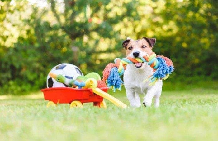 Juguetes interactivos para perros