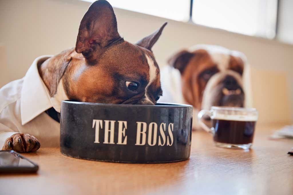 La importancia de una buena alimentación para perros ancianos