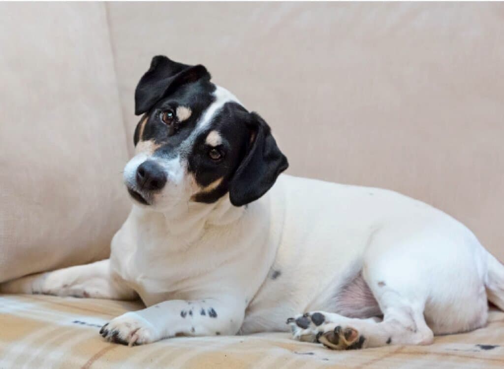 La inclinación de cabeza en los perros: Revelando los secretos de este encantador comportamiento