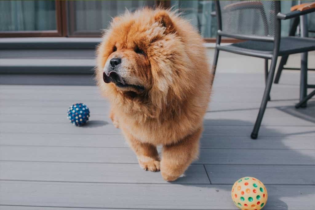 Las razas de perro más adorables