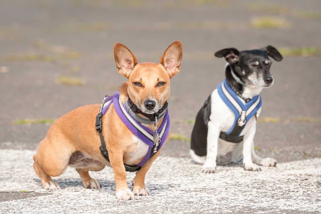 Los mejores collares y arneses para pasear a tu perro