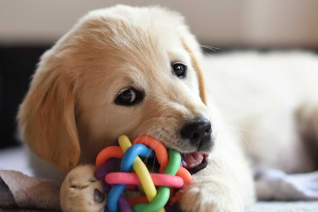 Los mejores juguetes para cachorros