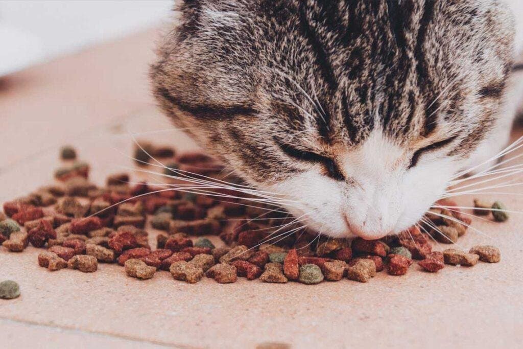 Mejorar el alimento balanceado de los gatos