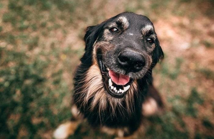 ¿Cómo mejorar el bienestar de mi perro?