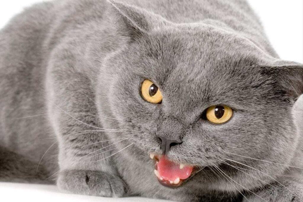 Mi gato me muerde