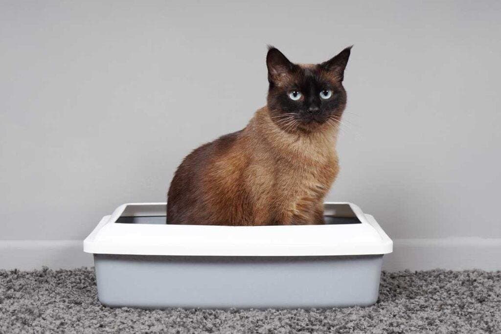 Por qué mi gato no utiliza el arenero