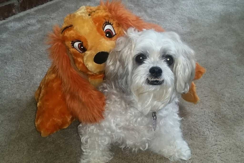 Mi perra monta un peluche