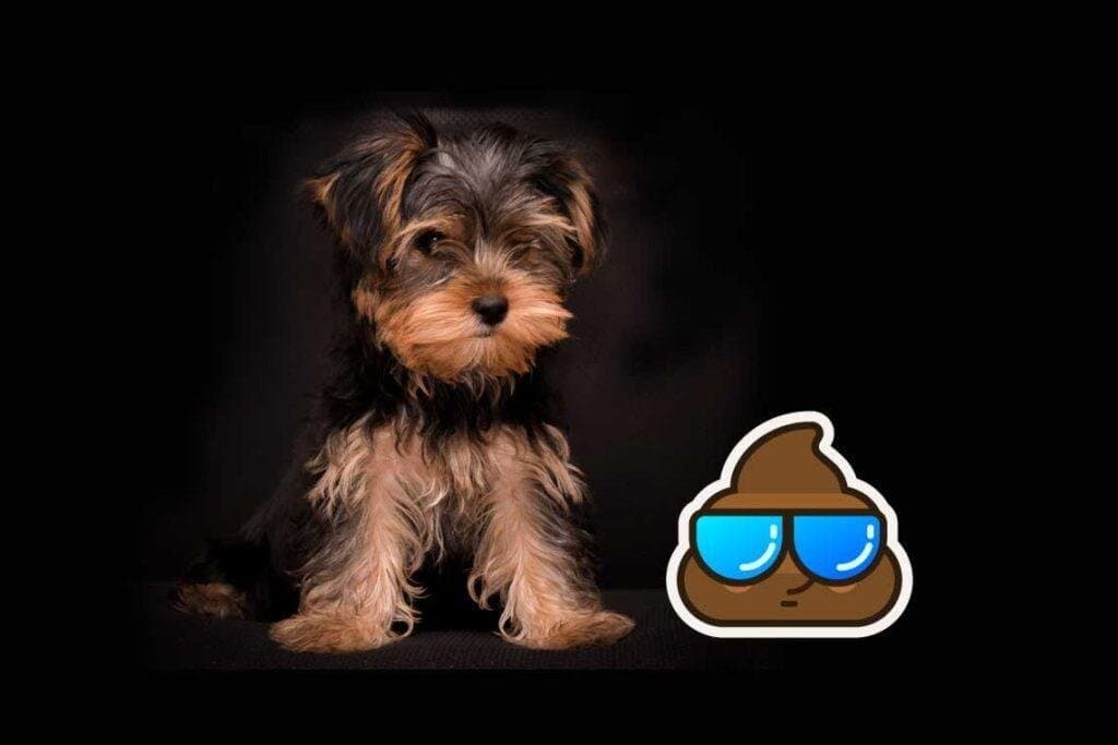 ¿Por qué mi perro come caca?
