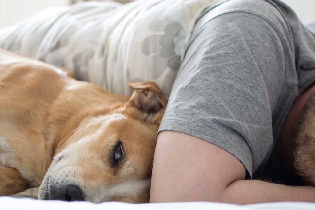 ¿Es normal que mi perro demande mucha atención? Hiperapego