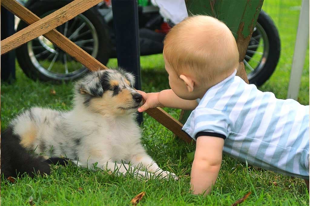 Mi perro está celoso del bebé ¿qué hago?