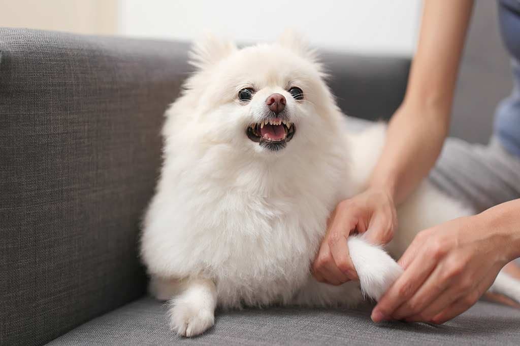 Mi perro gruñe cuando juega