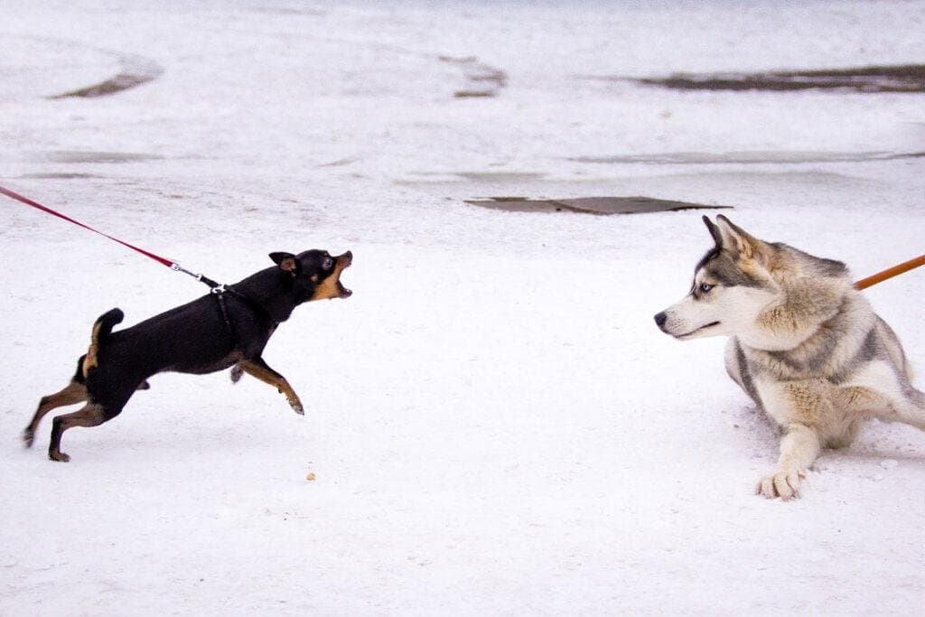 Mi perro ladra a otros perros cuando lo paseo