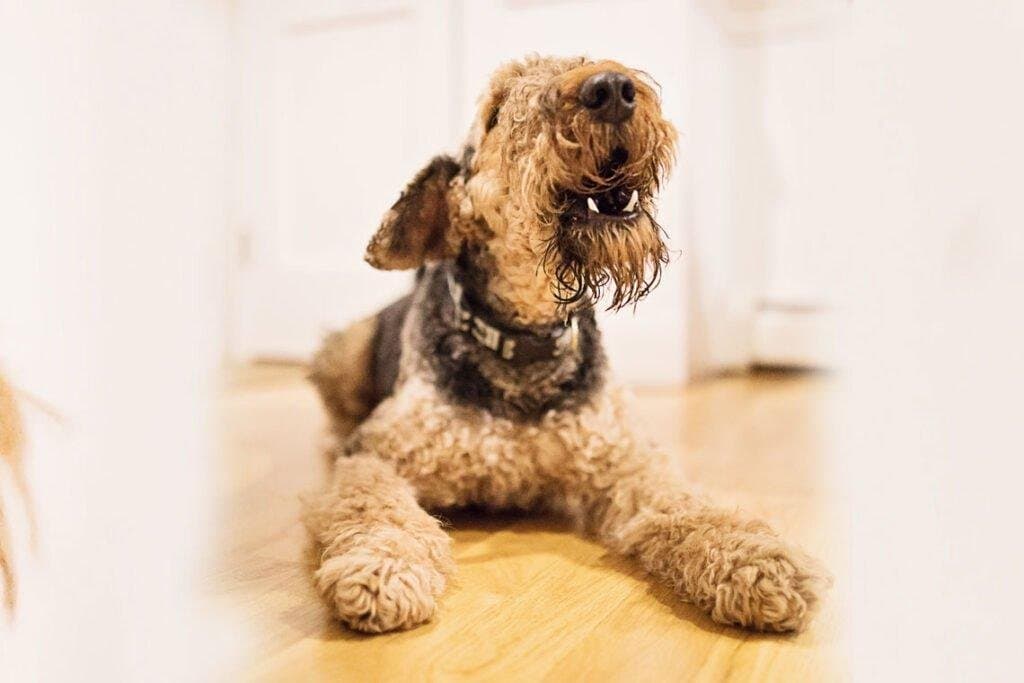 Mi perro ladra cuando está solo