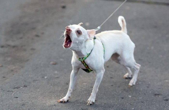 Mi perro ladra y persigue autos