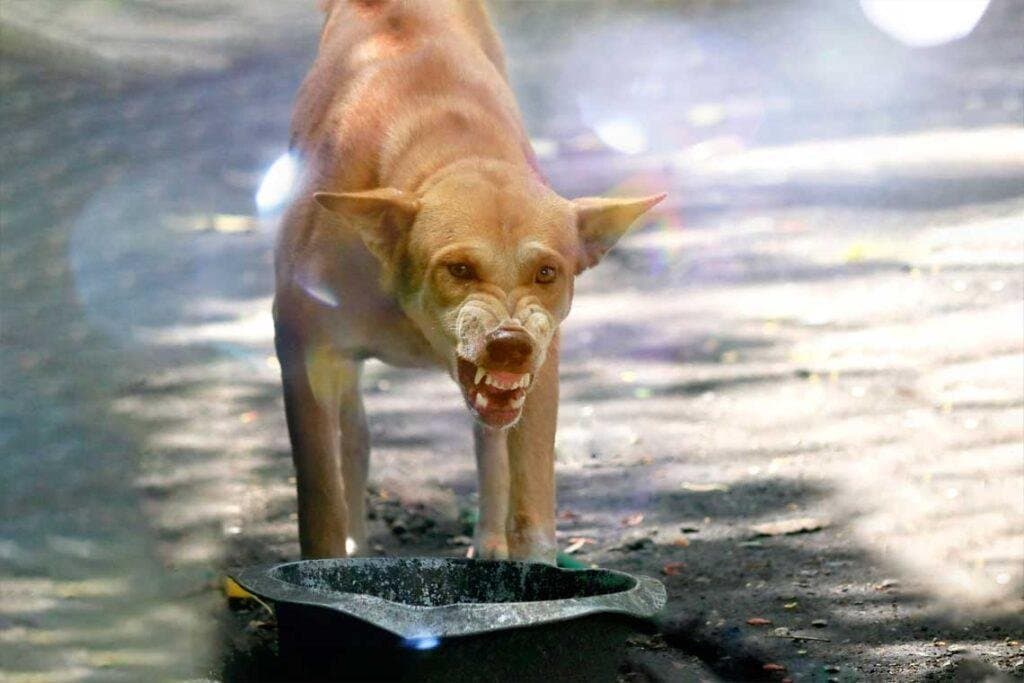 Mi perro me gruñe cuando come