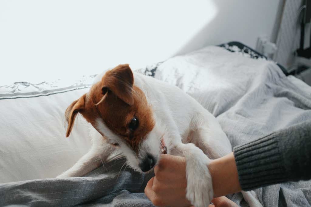 Mi perro me muerde cuando le quito algo