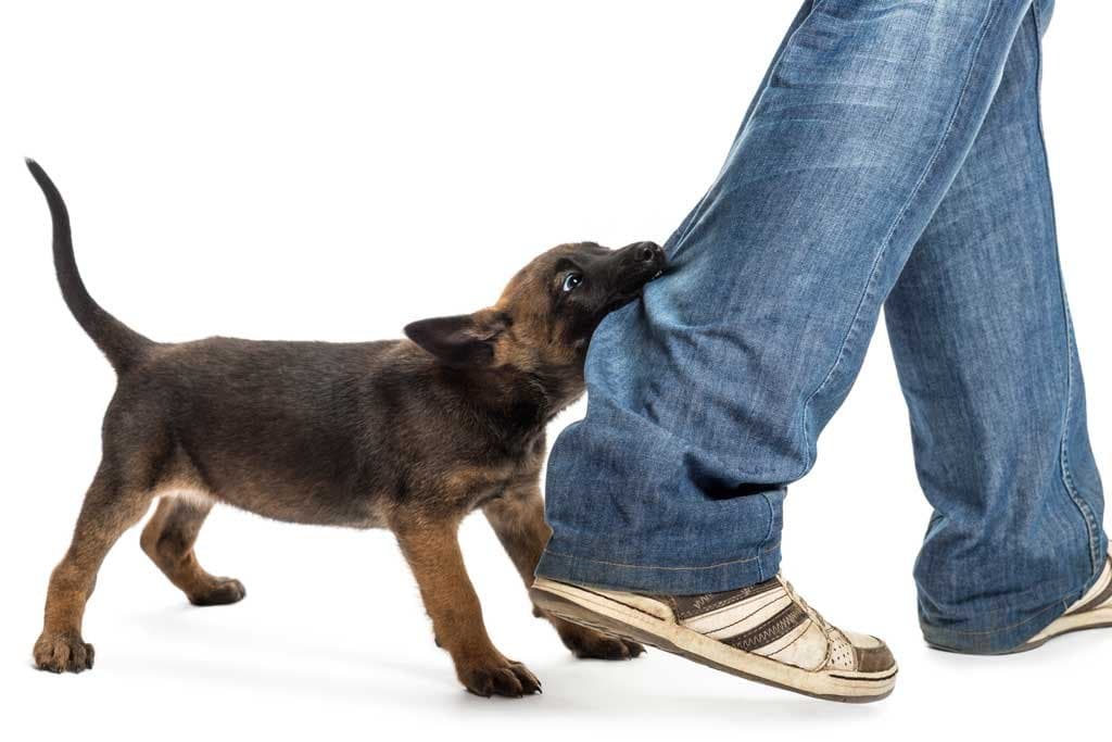 Mi perro me muerde los pies cuando camino