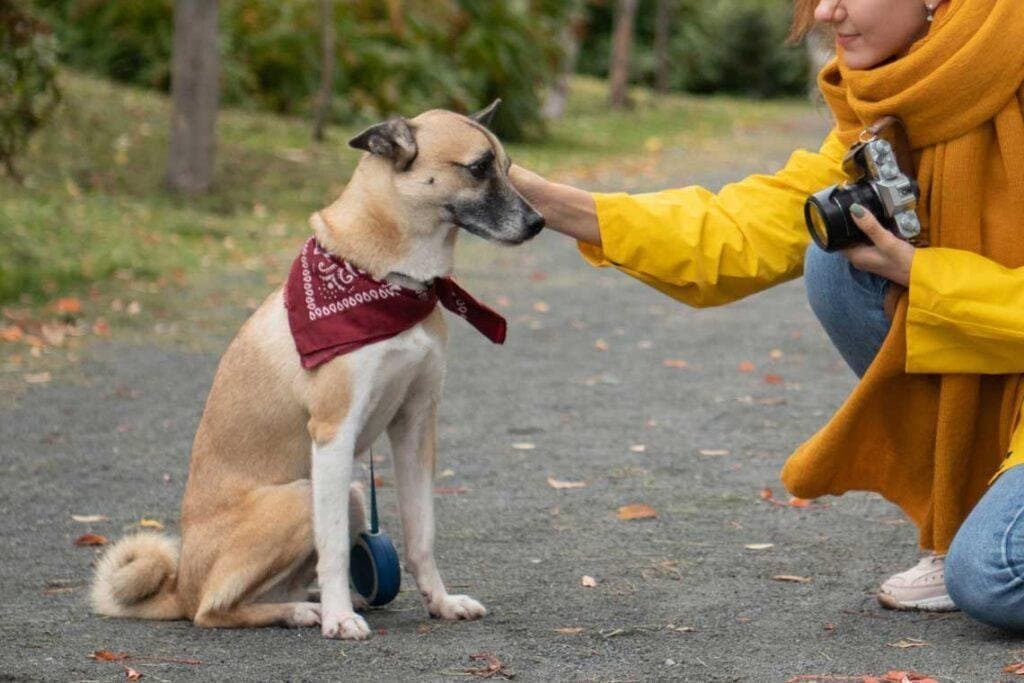 Mi perro no viene cuando lo llamo