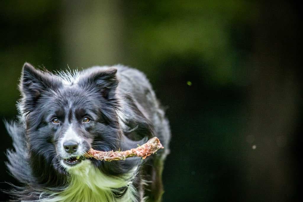 ¿Mi perro puede comer huesos?