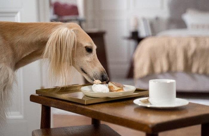 Mi perro roba comida de la mesada
