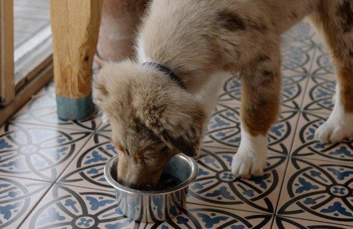 Mi perro se come la comida del gato