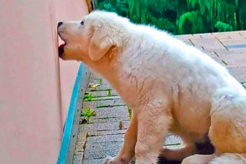 Mi perro se come la pared