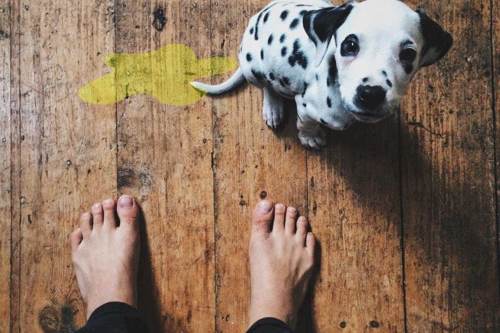 Mi perro se hace pis cuando lo reto