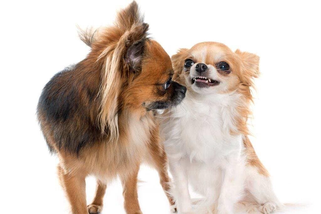 ¿Qué hacer cuando dos perros se llevan mal?