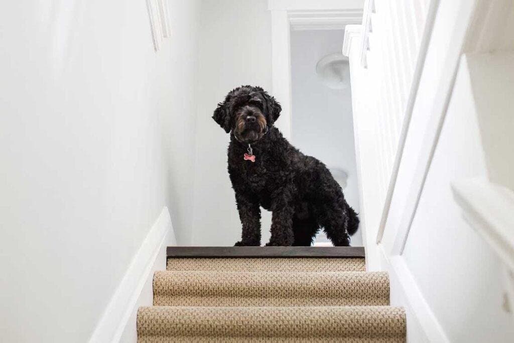 Mi perro tiene miedo a las escaleras