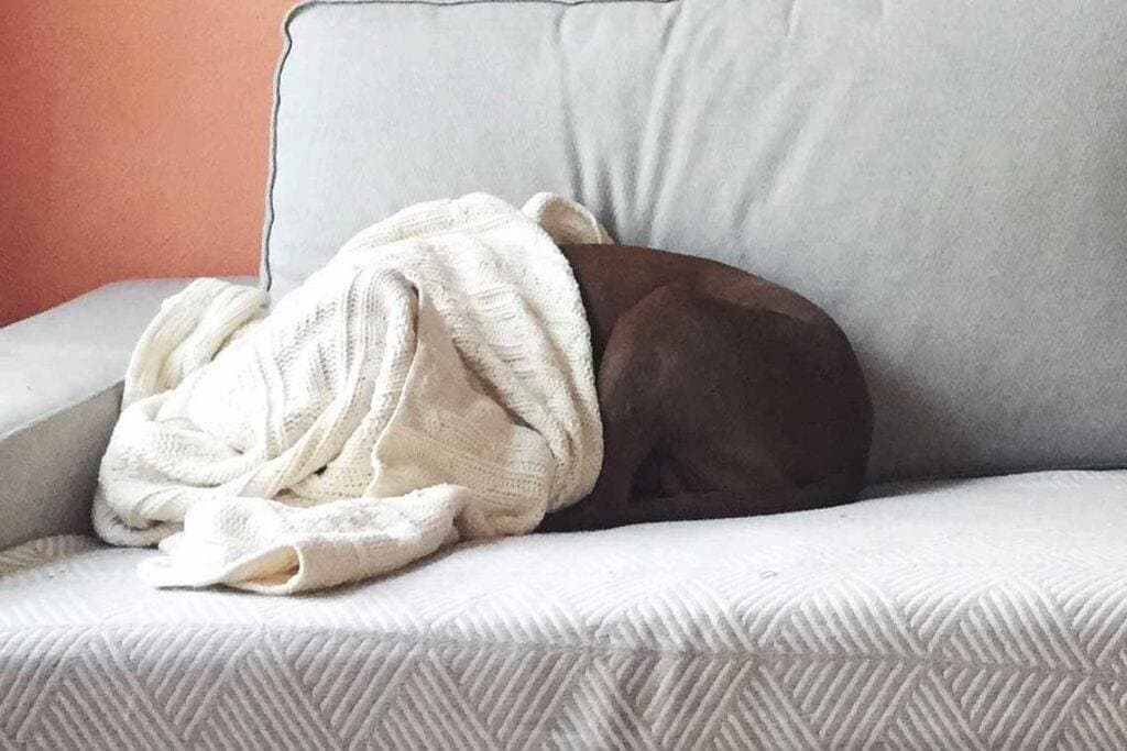 Mi perro tiene miedo a los truenos y las tormentas