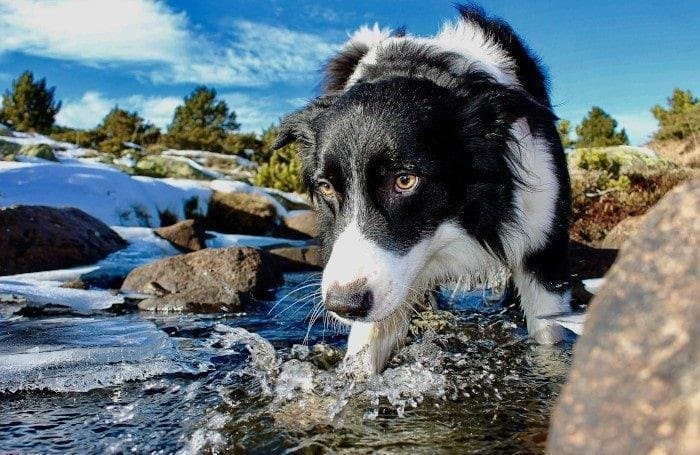 Mi perro tiene miedo al agua