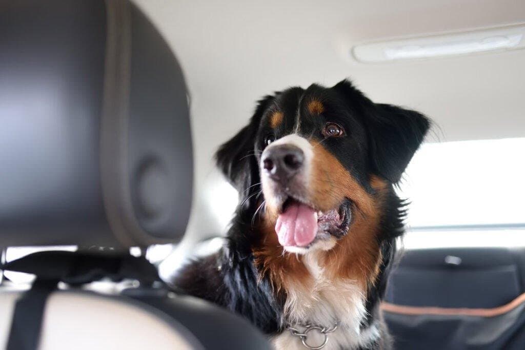 Mi perro tiene miedo viajar en auto