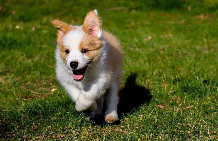 Mi perro tiene mucha energía