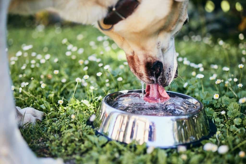 Peligros para mi perro los días de mucho calor