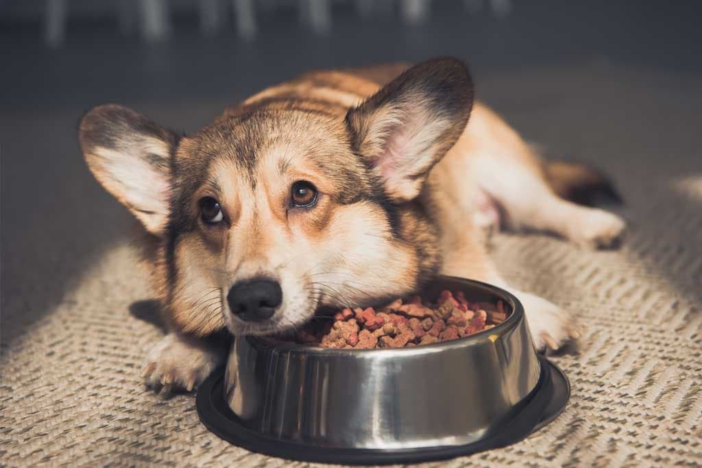 Mi perro no quiere comer el alimento balanceado