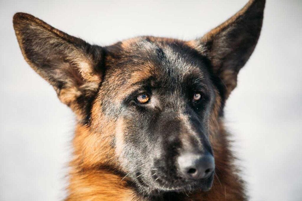 Nombres Alemanes para perros