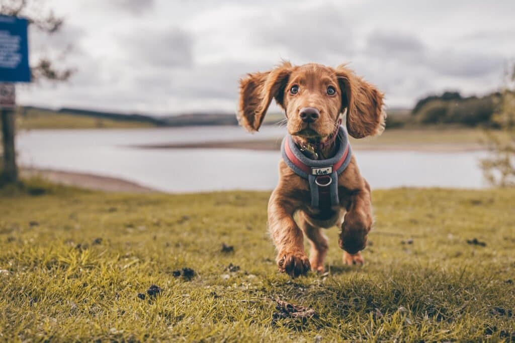 Nombres para Cocker Spaniel