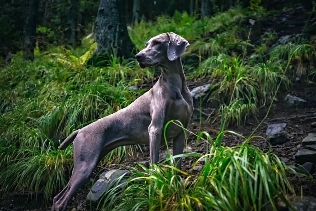 Nombres para perros grises