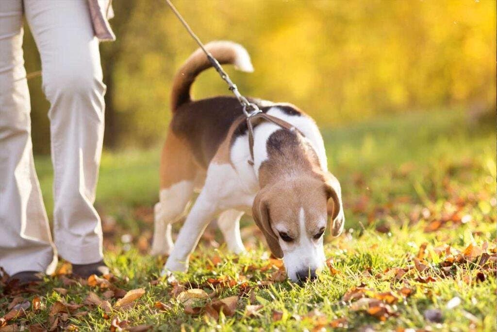 Pasear correctamente a tu perro