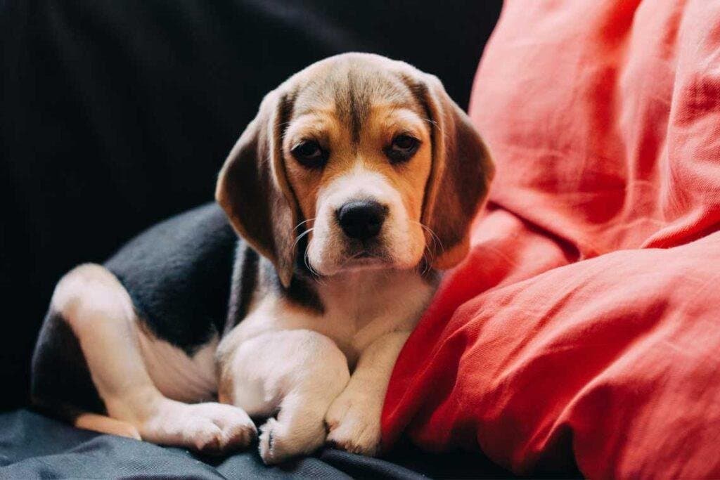 ¿existe el perro alpha o dominantes?