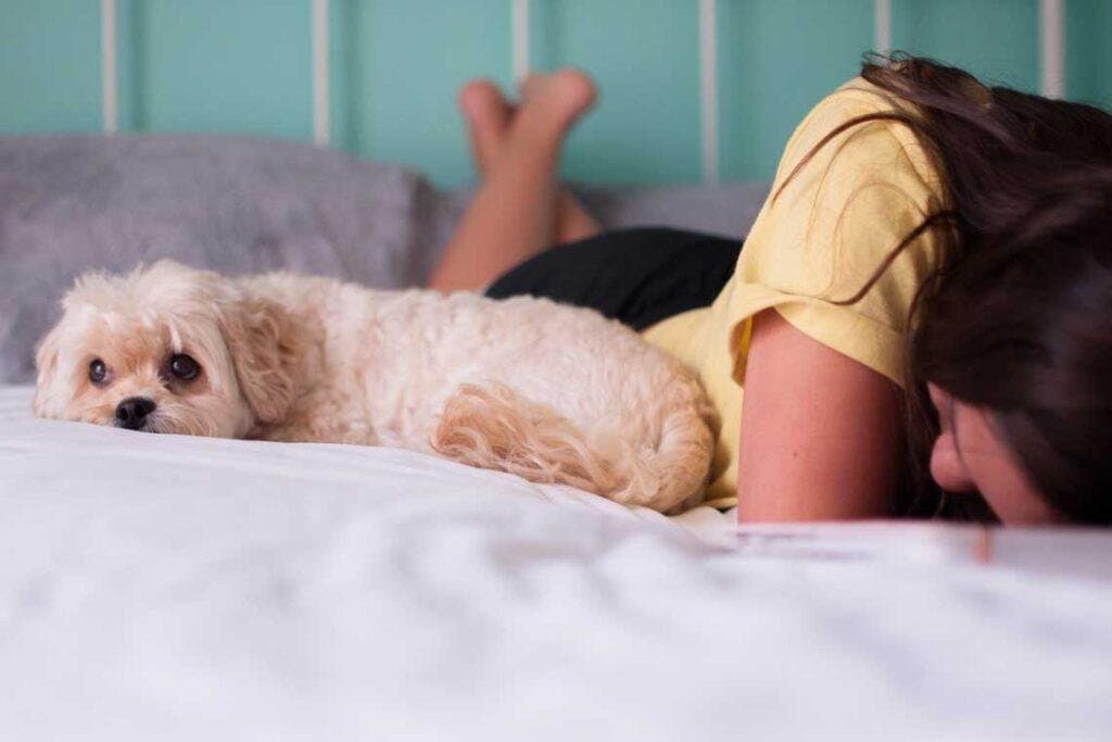 Cómo preparar al perro para el fin de la cuarentena- Problemas de apego