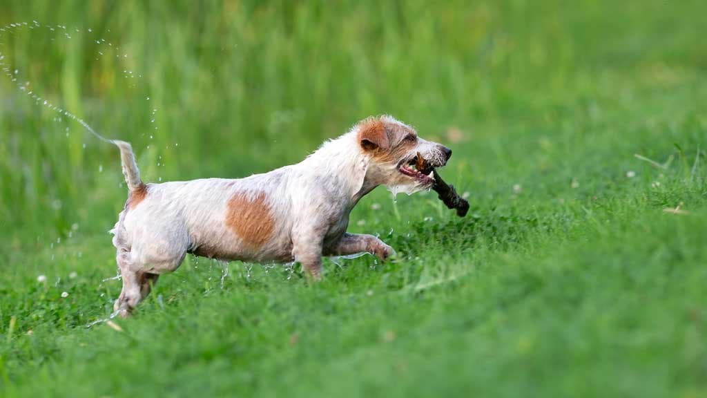 Perros australianos