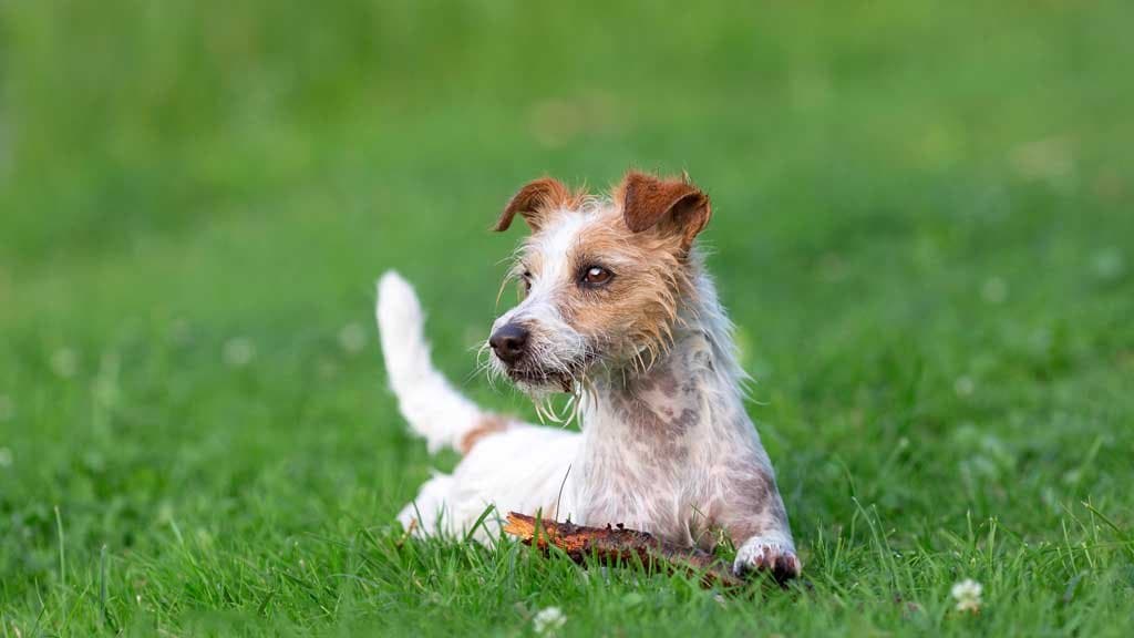 Los 8 perros más longevos