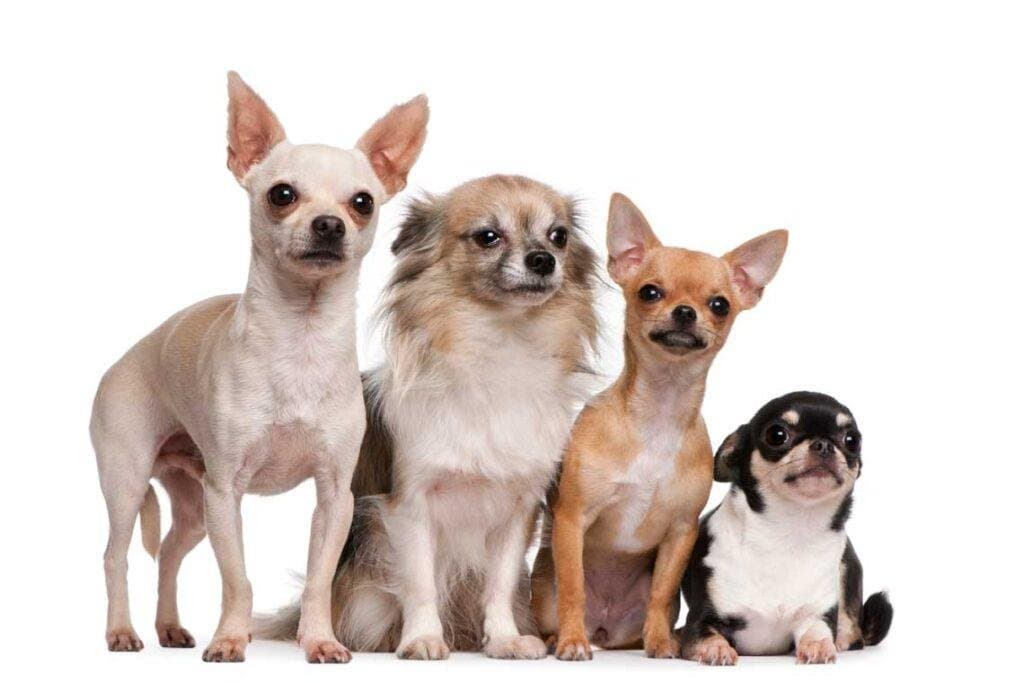 Los 10 perros más pequeños del mundo