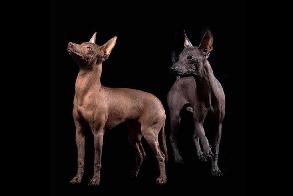 Los 10 perros más raros del mundo