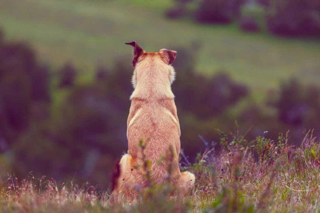 Razas PPP (Perros Potencialmente Peligrosos)