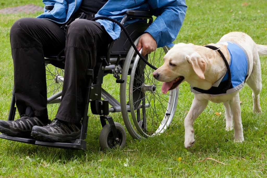¿Cómo ayudan los perros a mejorar la vida de las personas con discapacidad?
