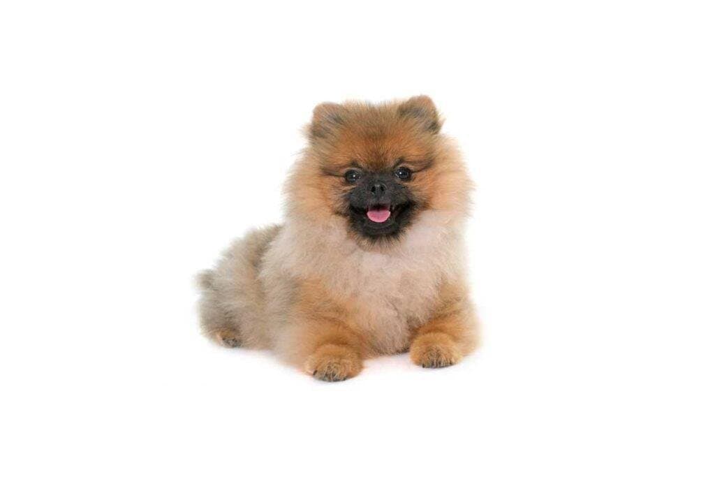 Pomerania