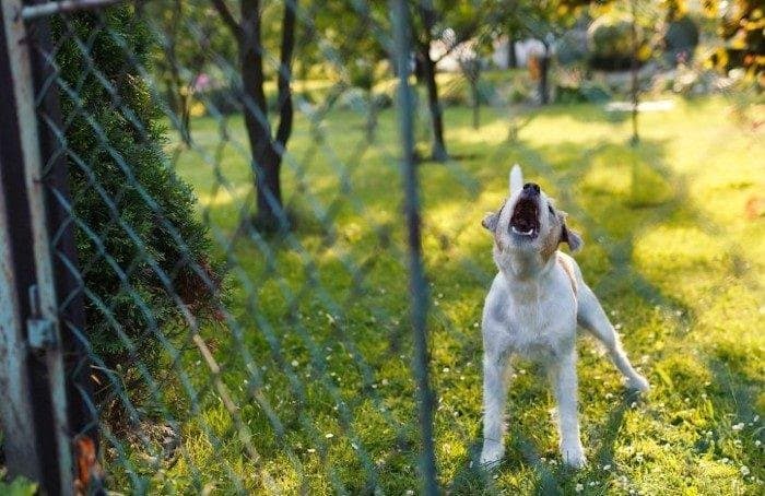 ¿Por qué los perros ladran detrás de la reja?