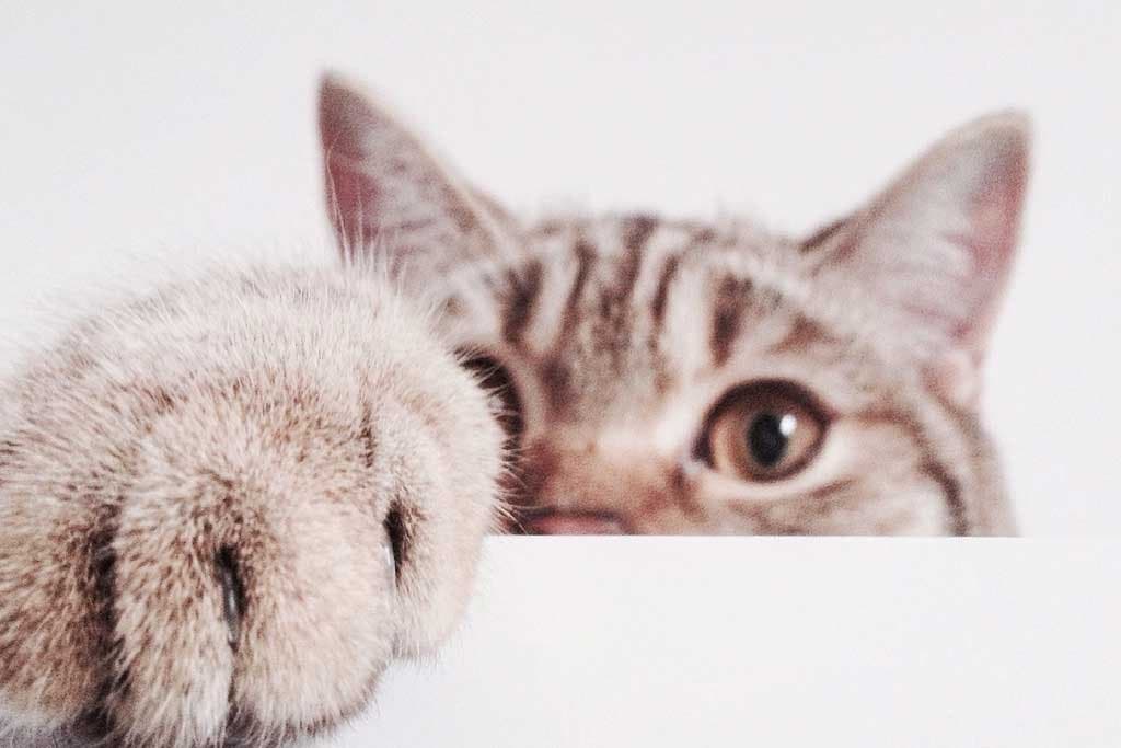 Mi gato araña los muebles